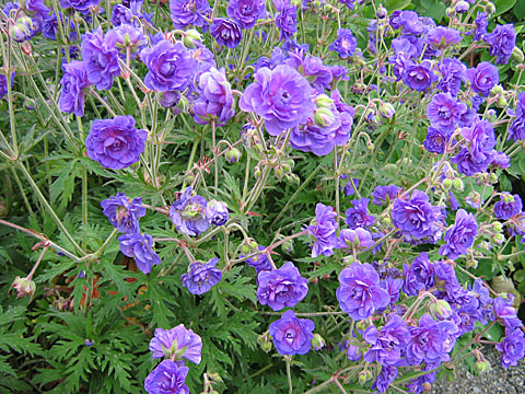 Geranium pratense 'Plena'