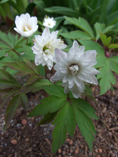 Anemone nemorosa 'Blue Eyes'
