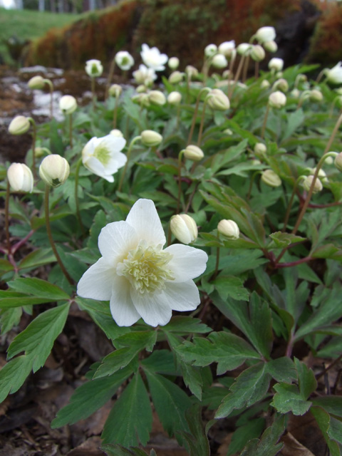 Anemone nemorosa 'Vestal'