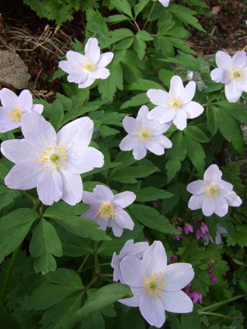 Anemone nemorosa 'Robinsoniana'