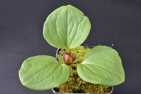 Trillium petiolatum