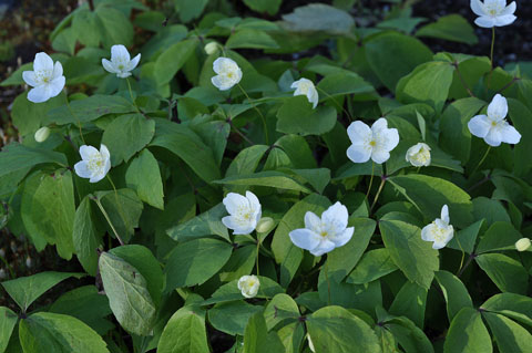 Anemone udensis