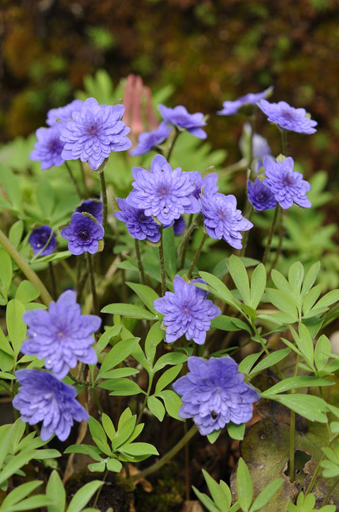 Hepatica nobilis 'Flore Plena'