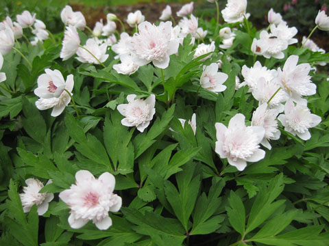 Anemone nemorosa Pink Delight