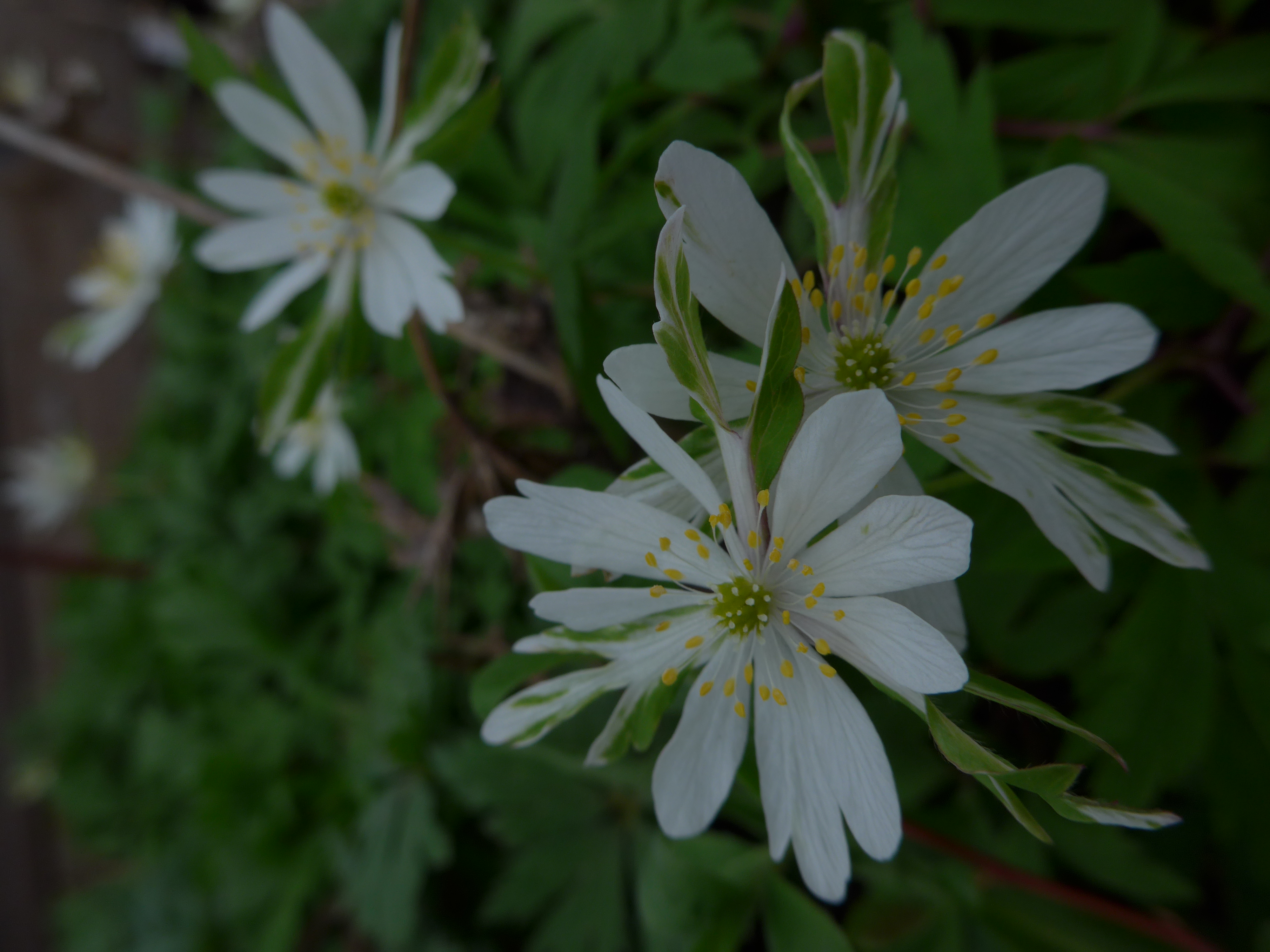 Anemone nemorosa 'Jungfer im Gruen'