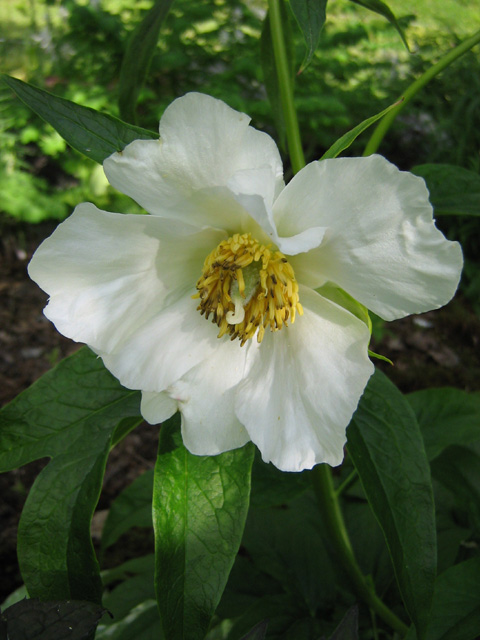 Paeonia emodi