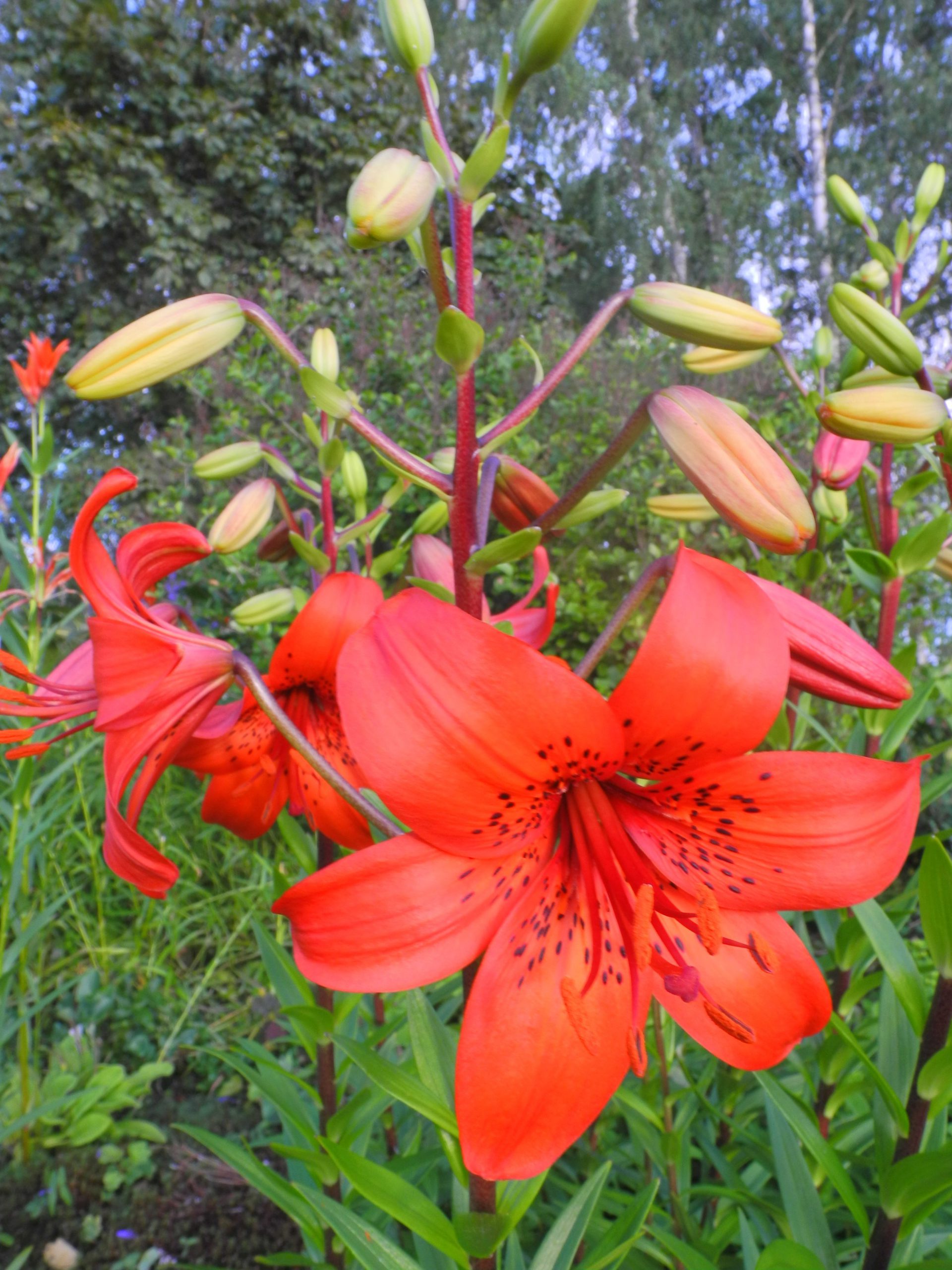 Lilium hybr. "Ragunda"