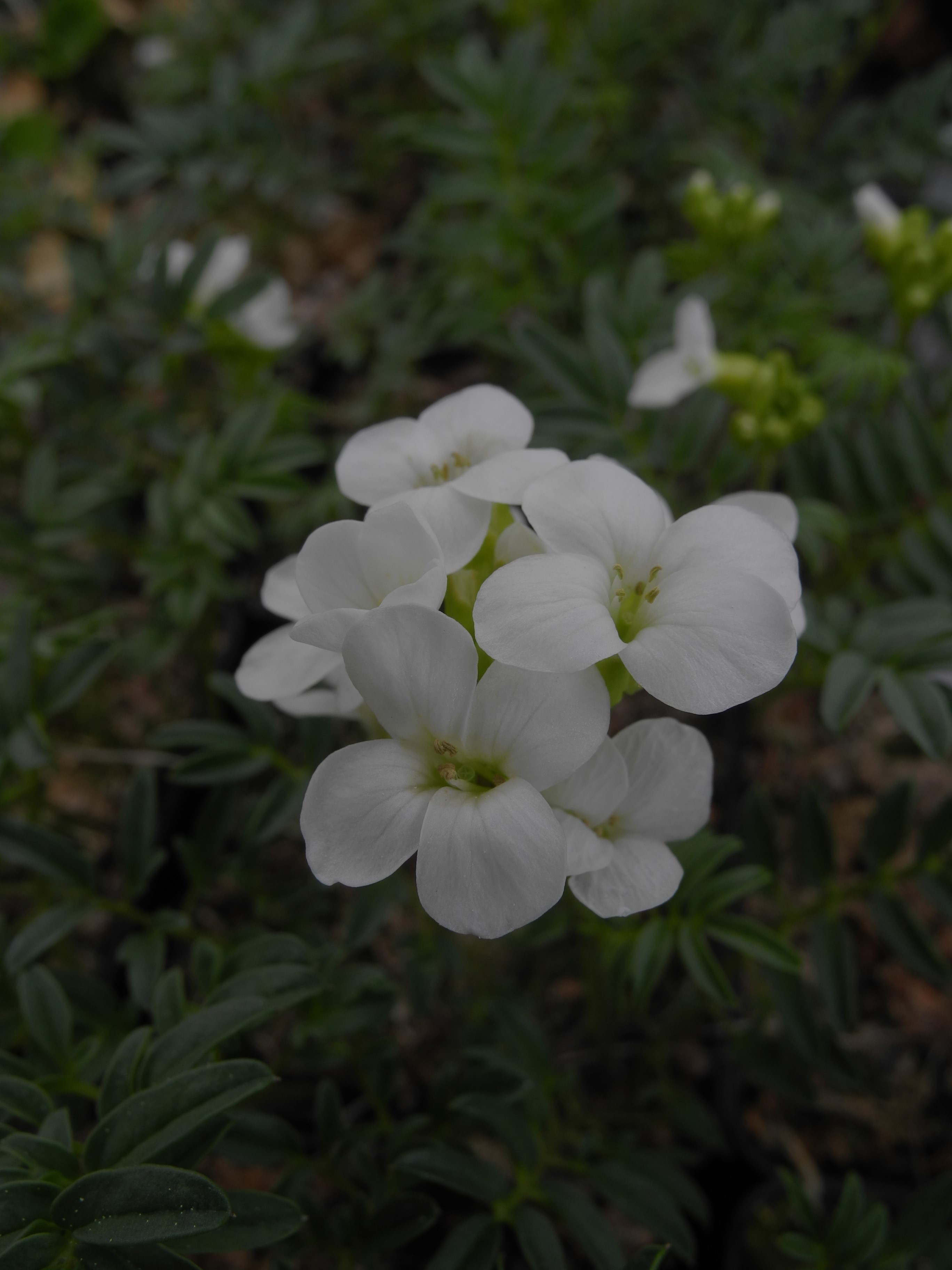 Cardamine abchasica