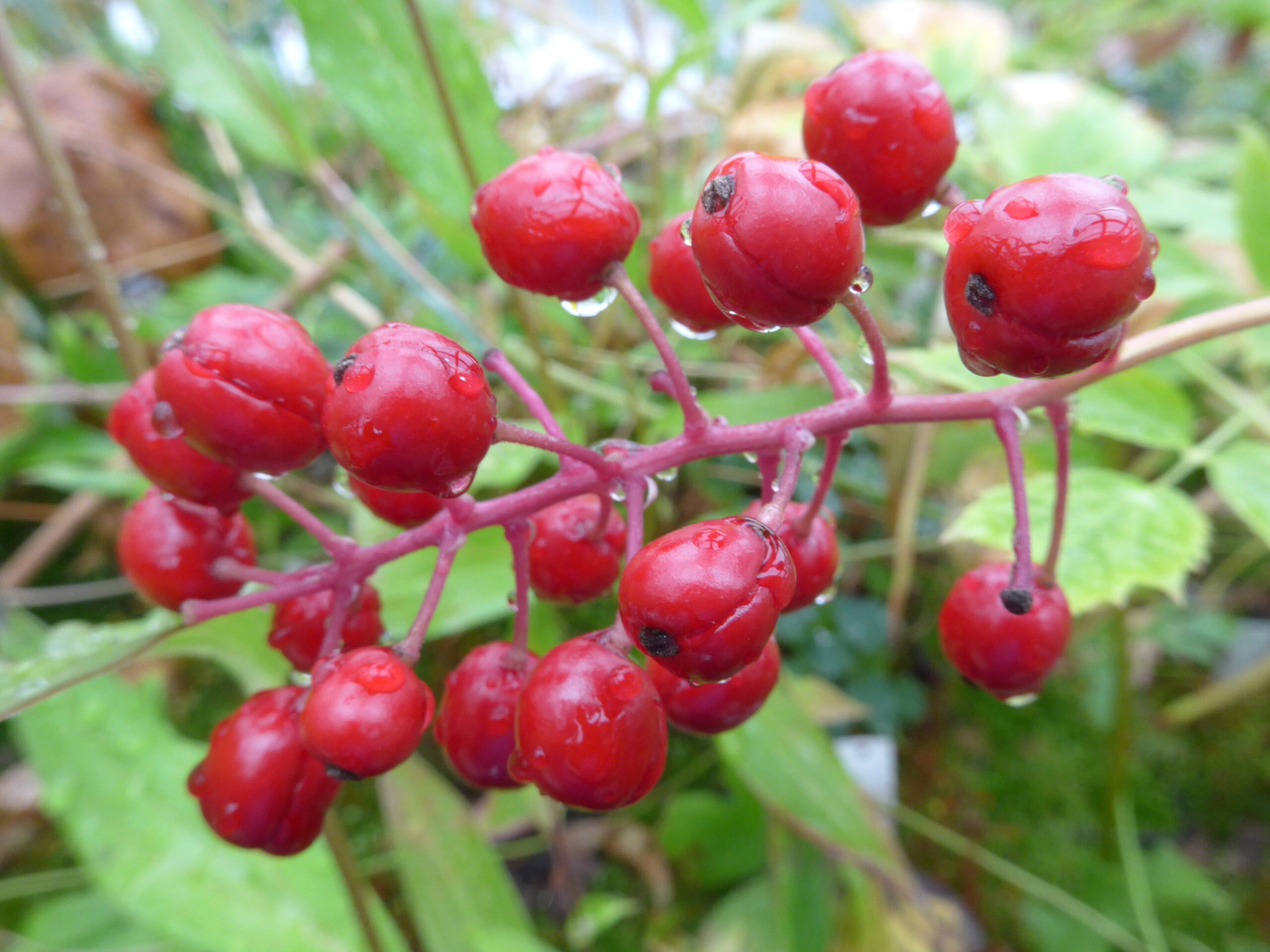 Actaea pachypoda "Rosa röd fruktig form"