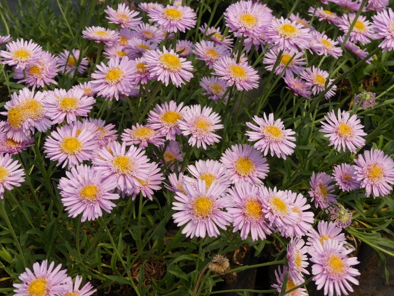 Aster alpinus x 'Pink'