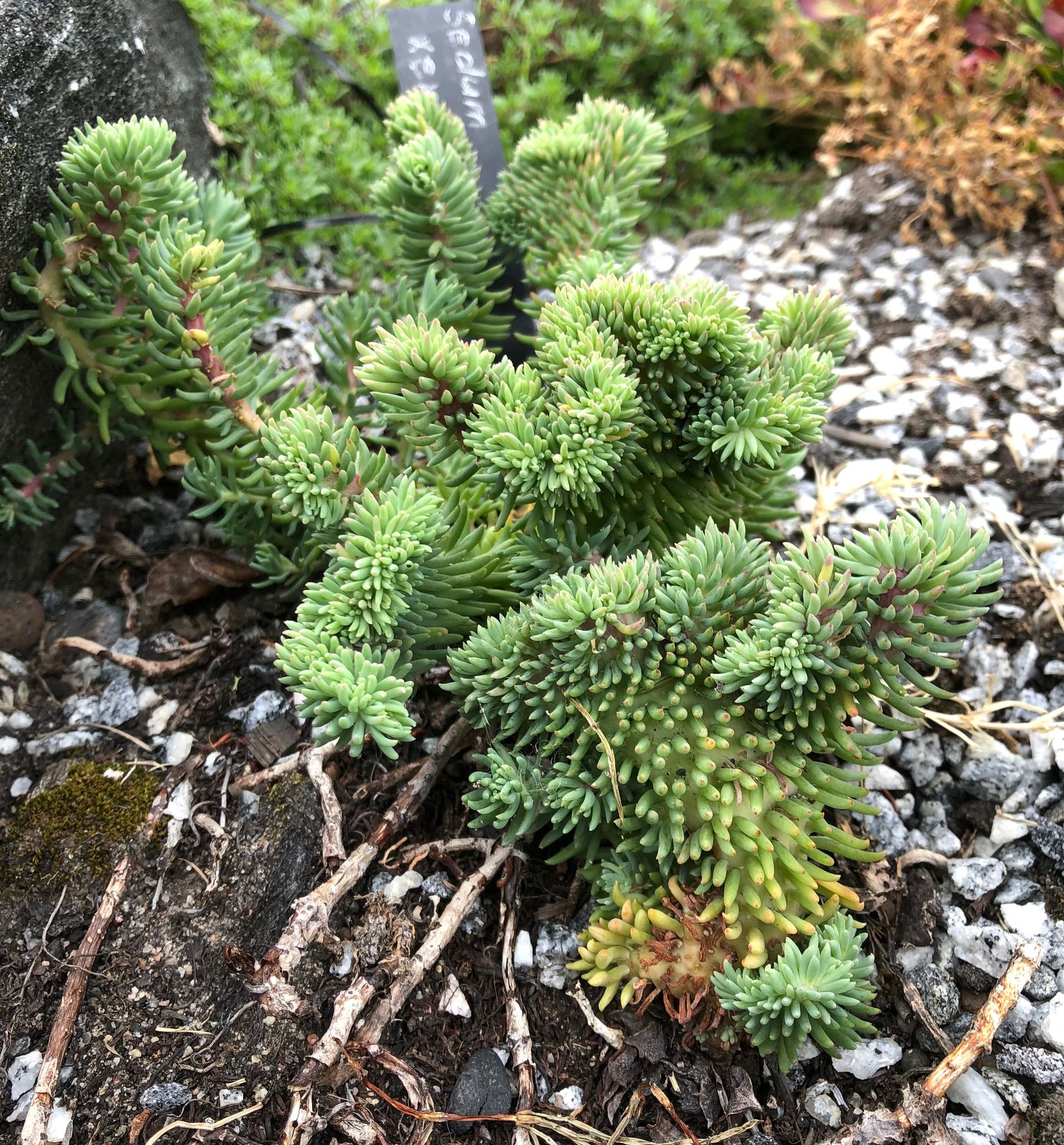 Sedum reflexum 'Cristata'