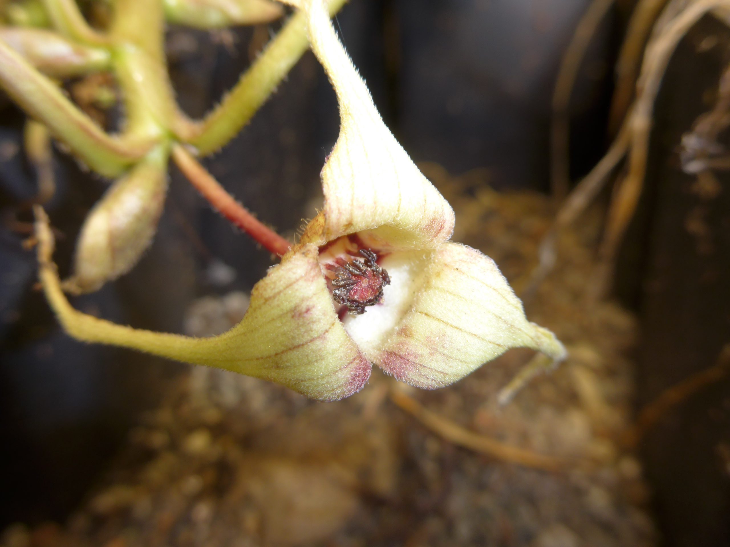 Asarum caudatum album
