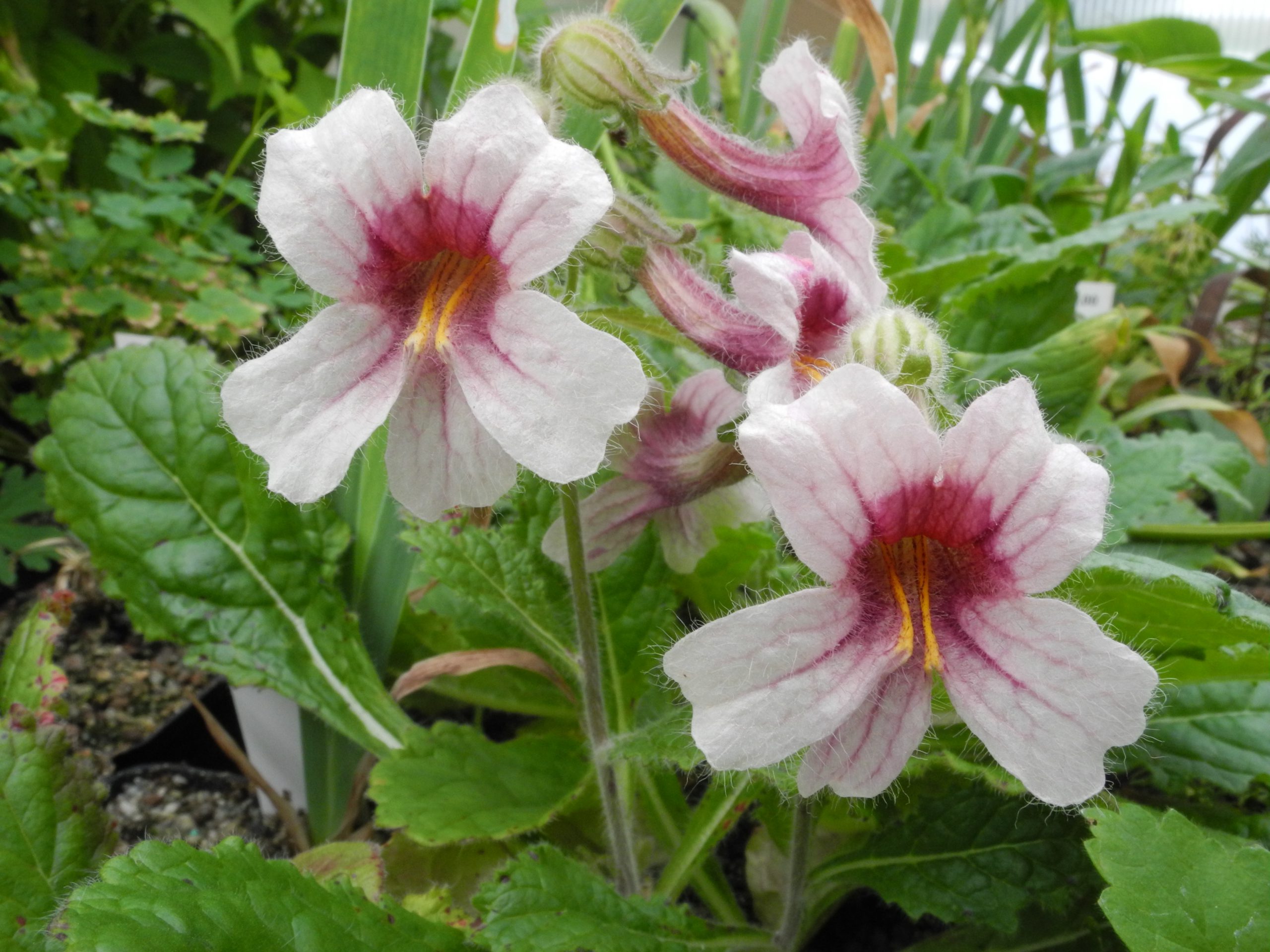 Rehmannia henryi