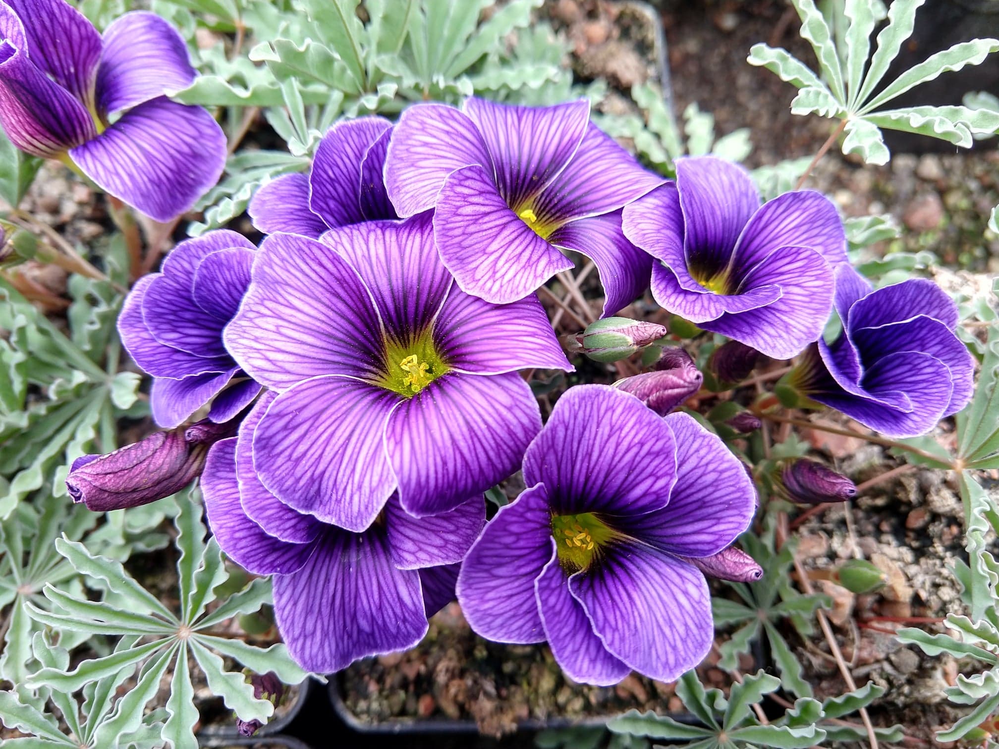 Oxalis laciniata"Finn Haugli"