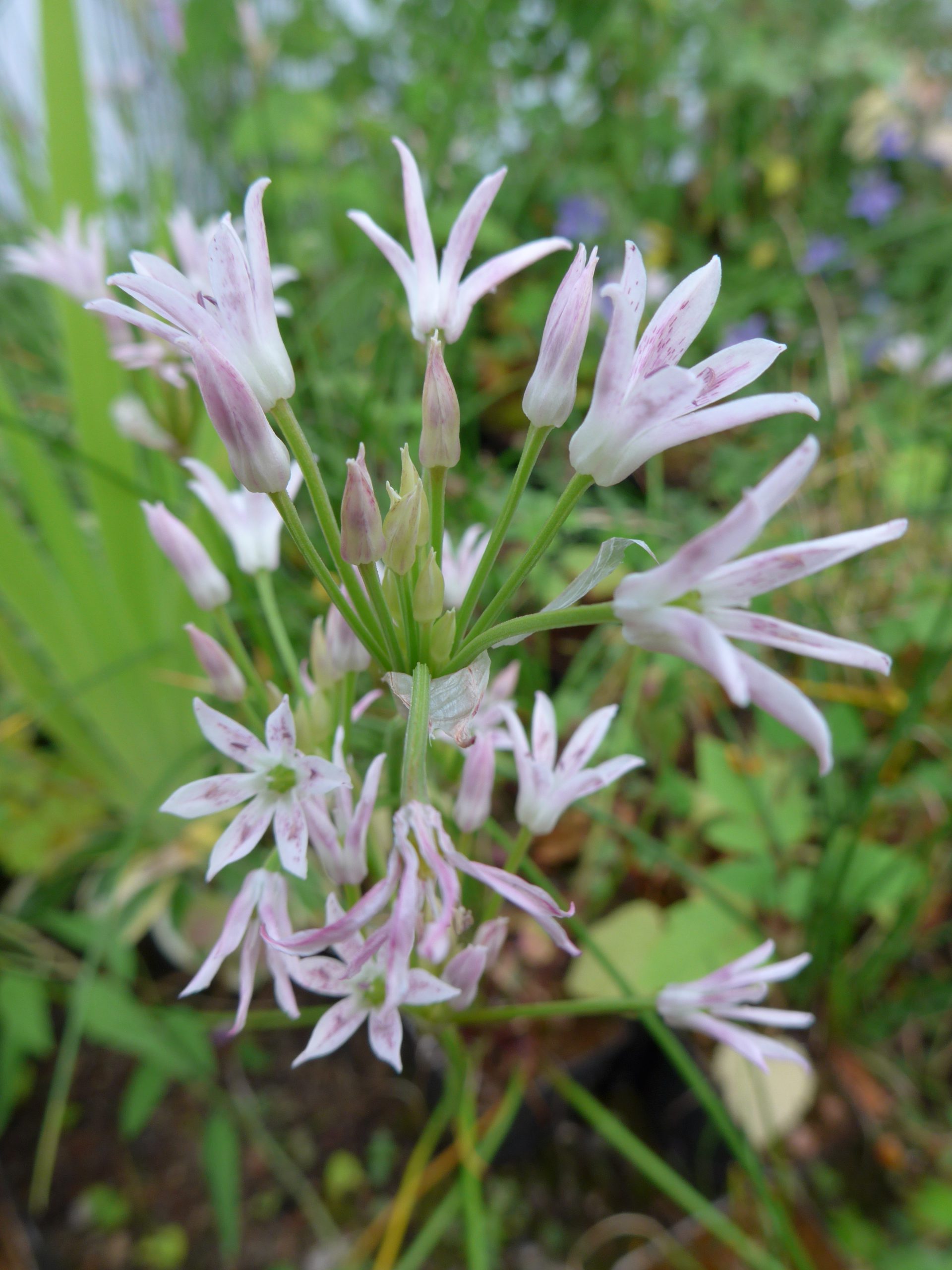 Allium mairei