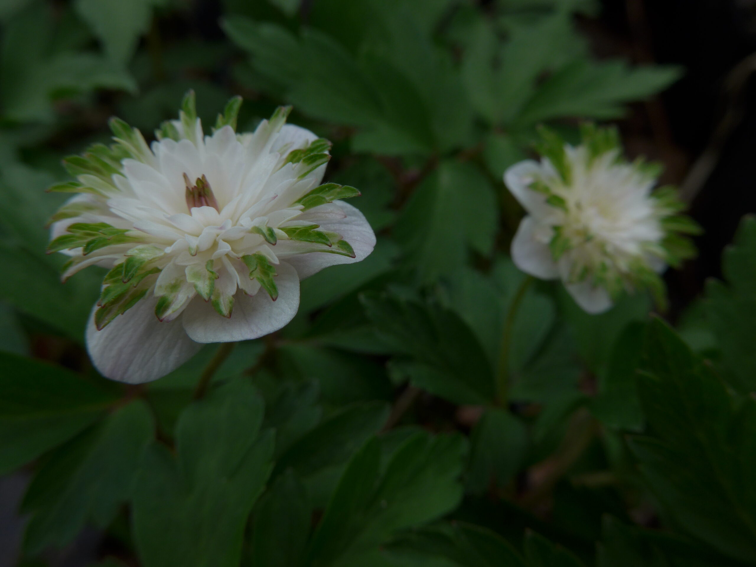Anemone nemorosa "Thekla"