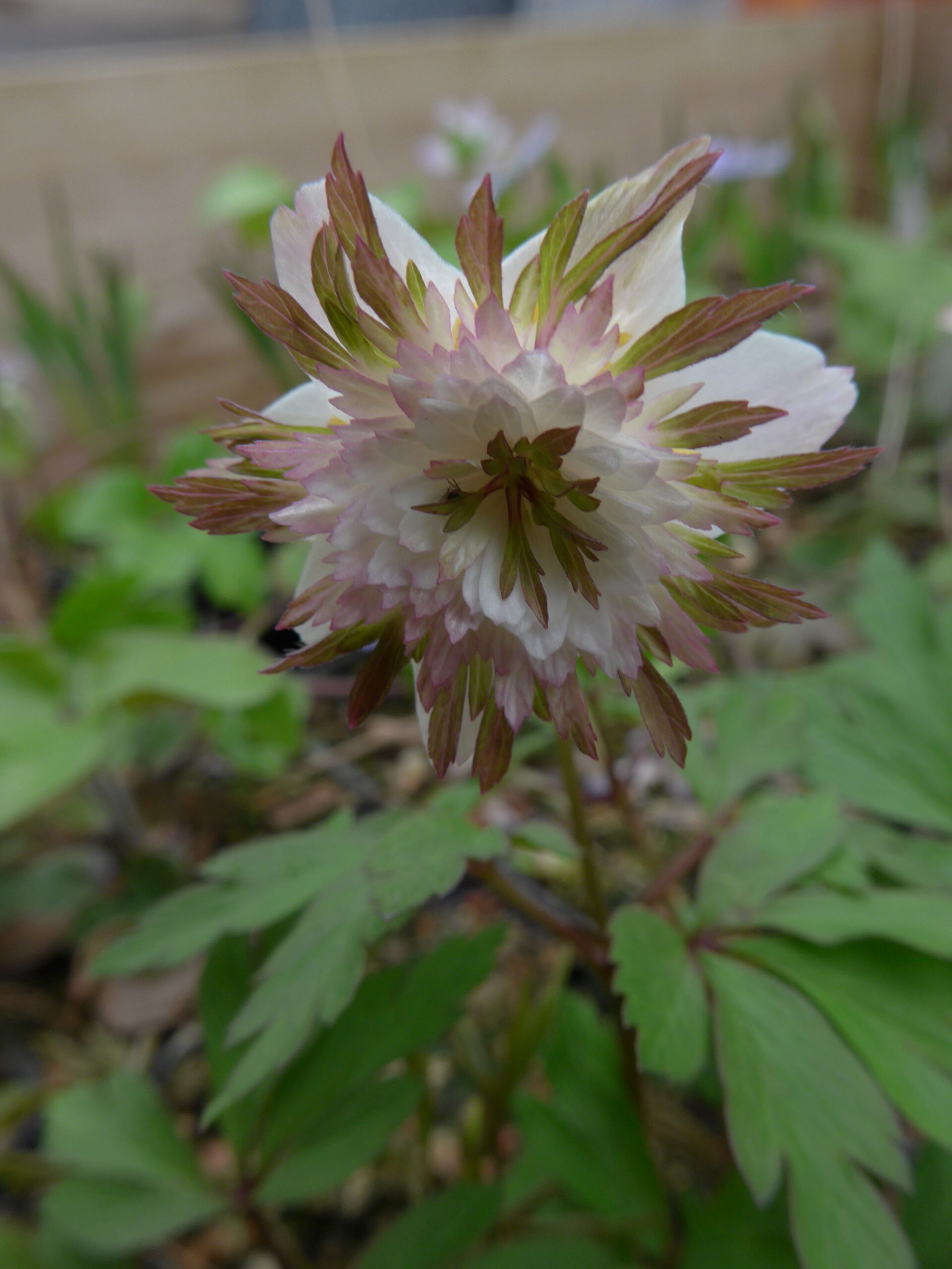 Anemone nemorosa "Explosion"