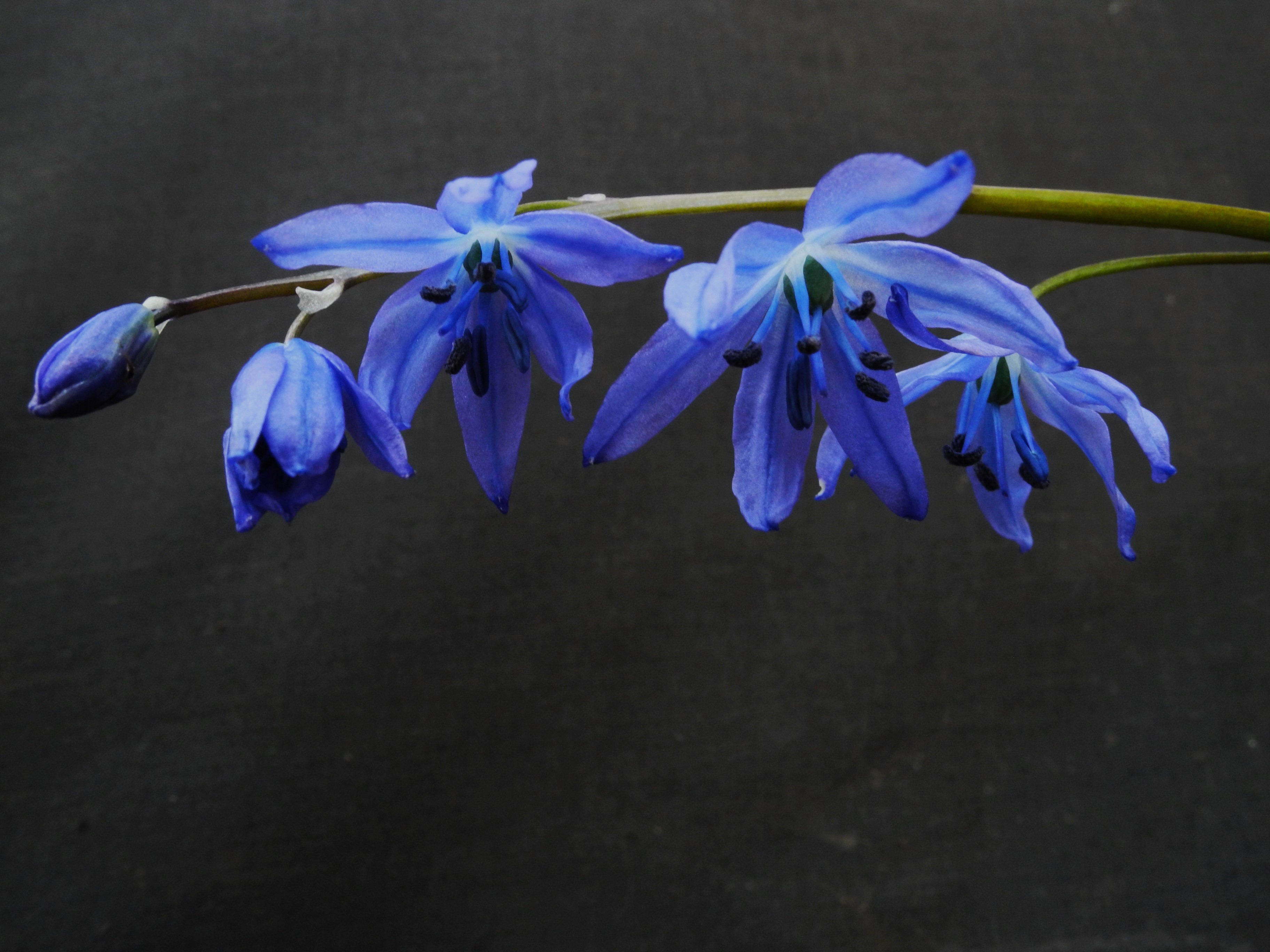 Scilla cilicia