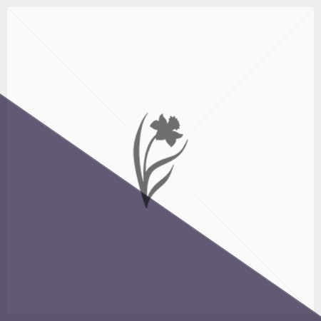 Anemone flaccida "Mount Fuji Waradake"