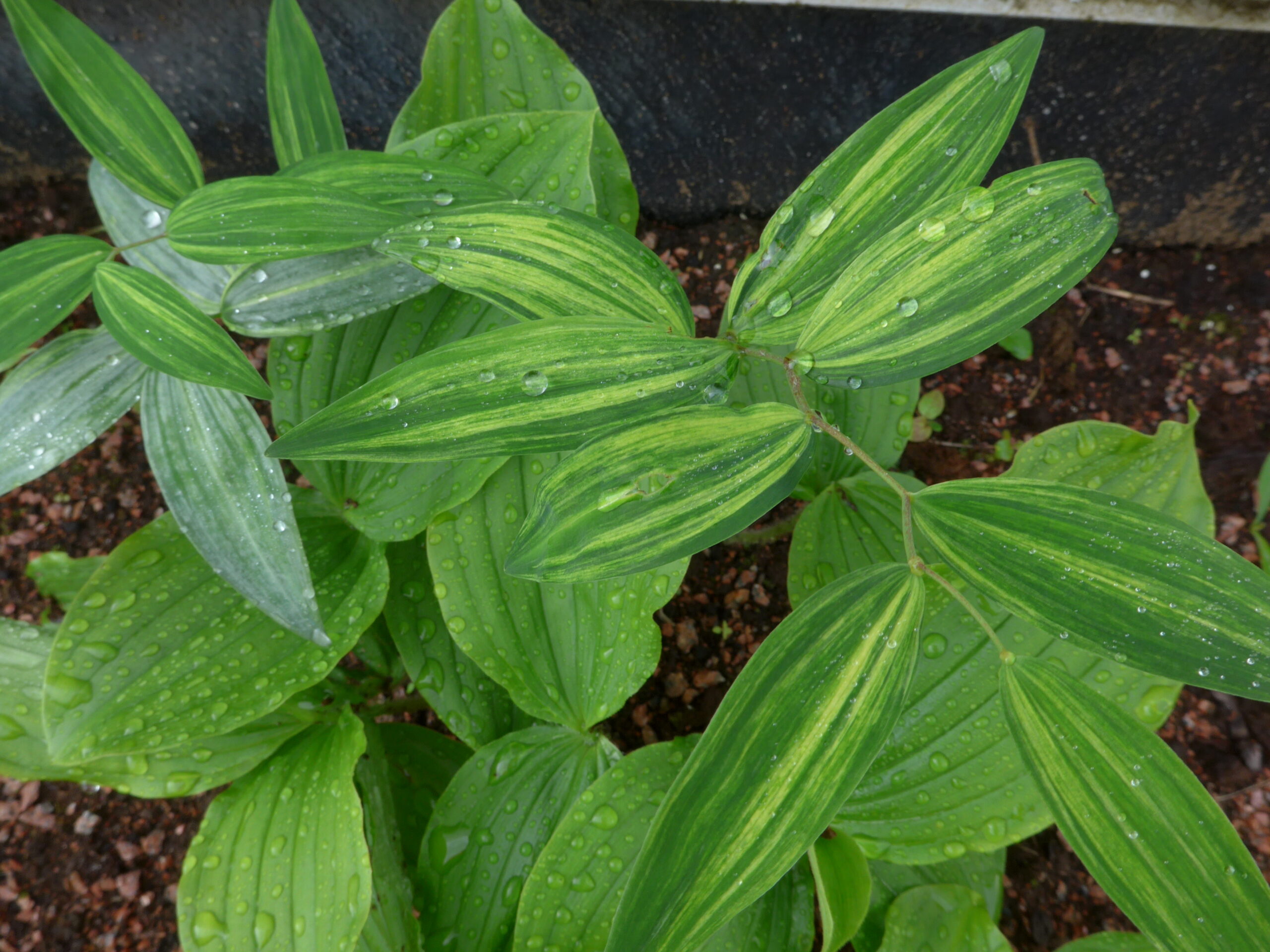 Polygonatum odoratum "Taiga"