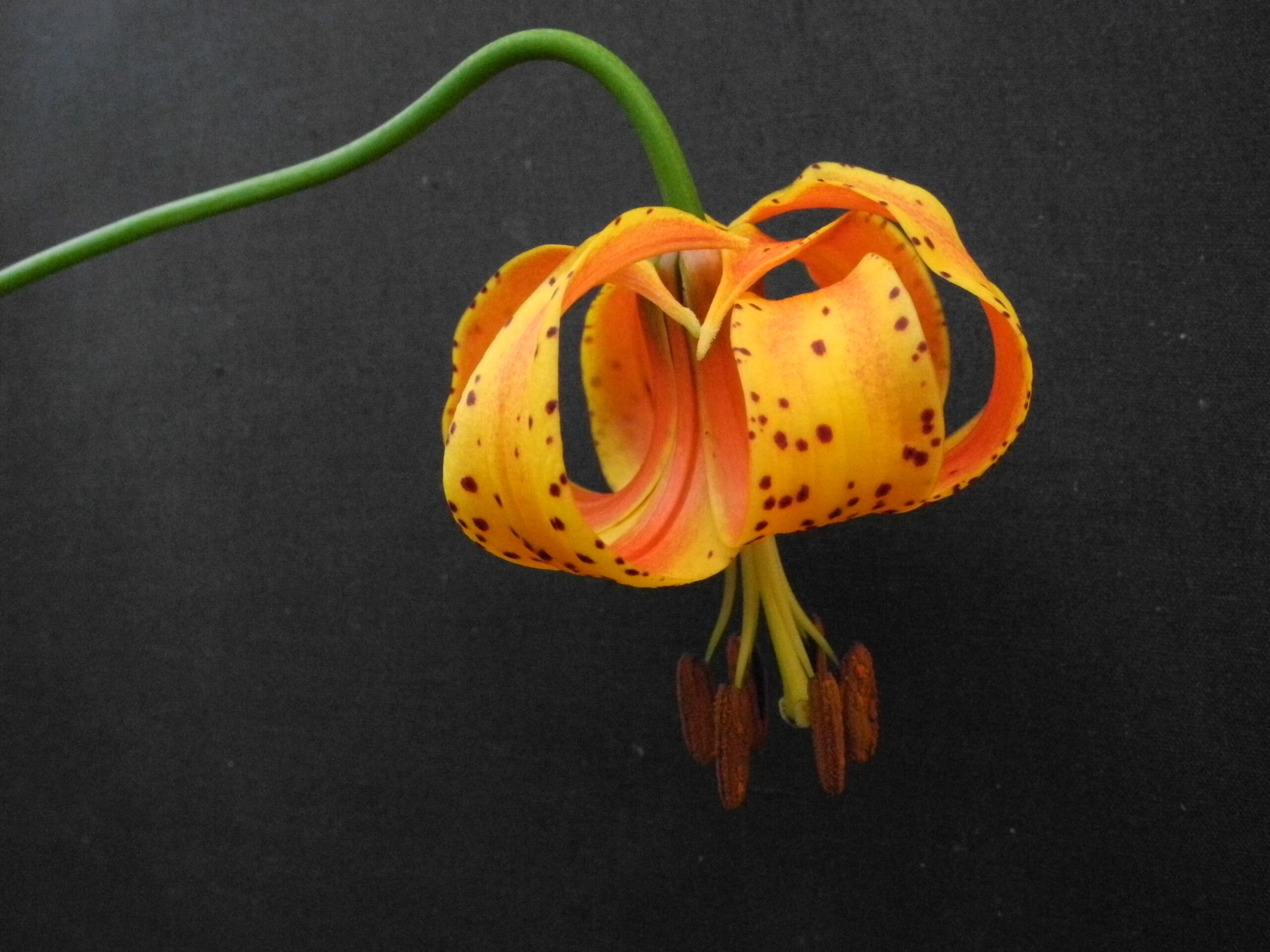 Lilium michiganense