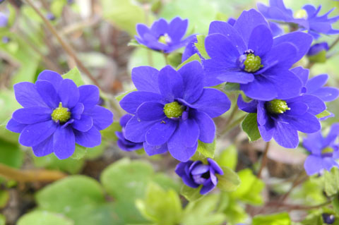 Hepatica x media ' Millstream Merlin' 
