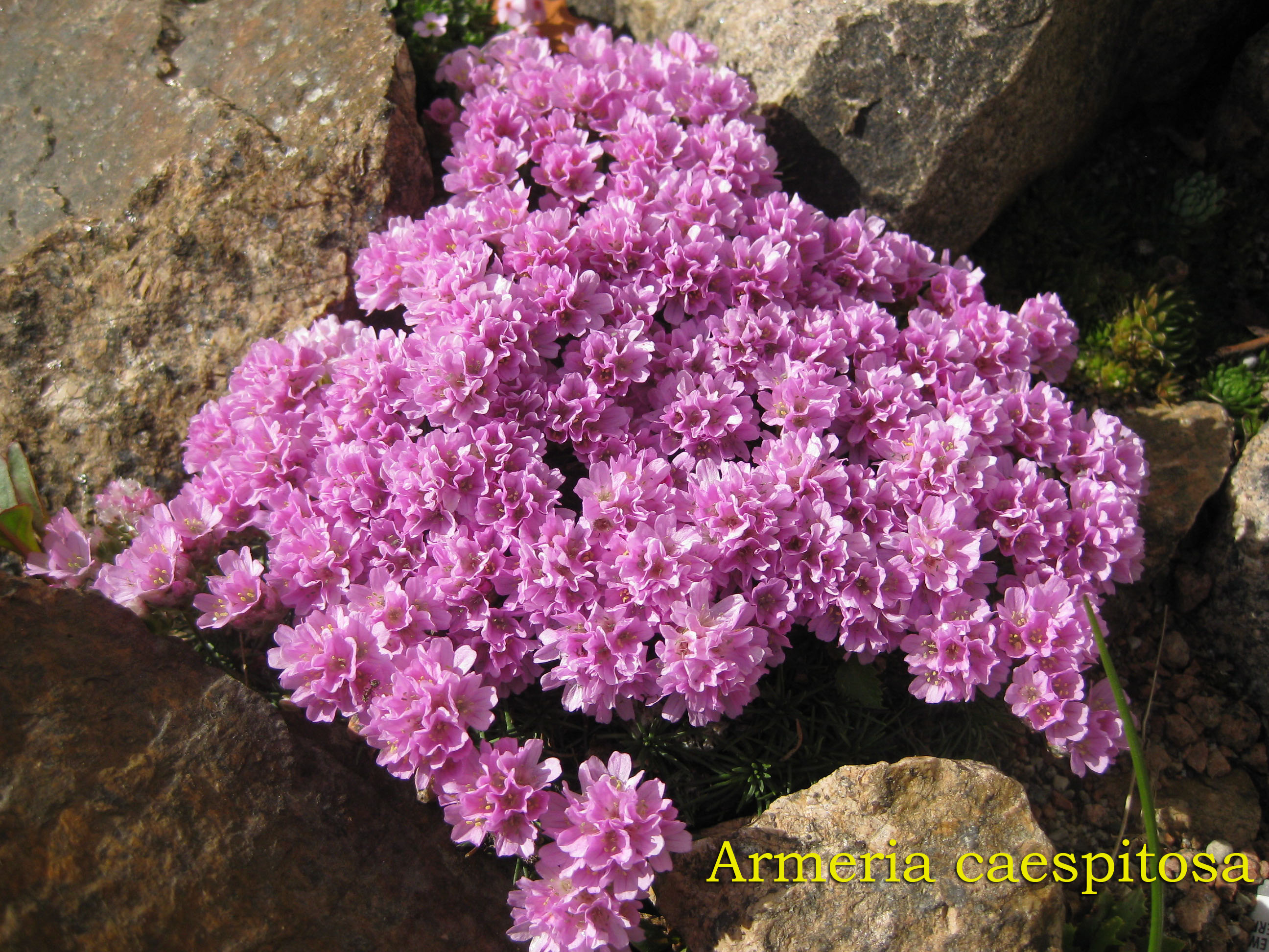 Armeria caespitosa