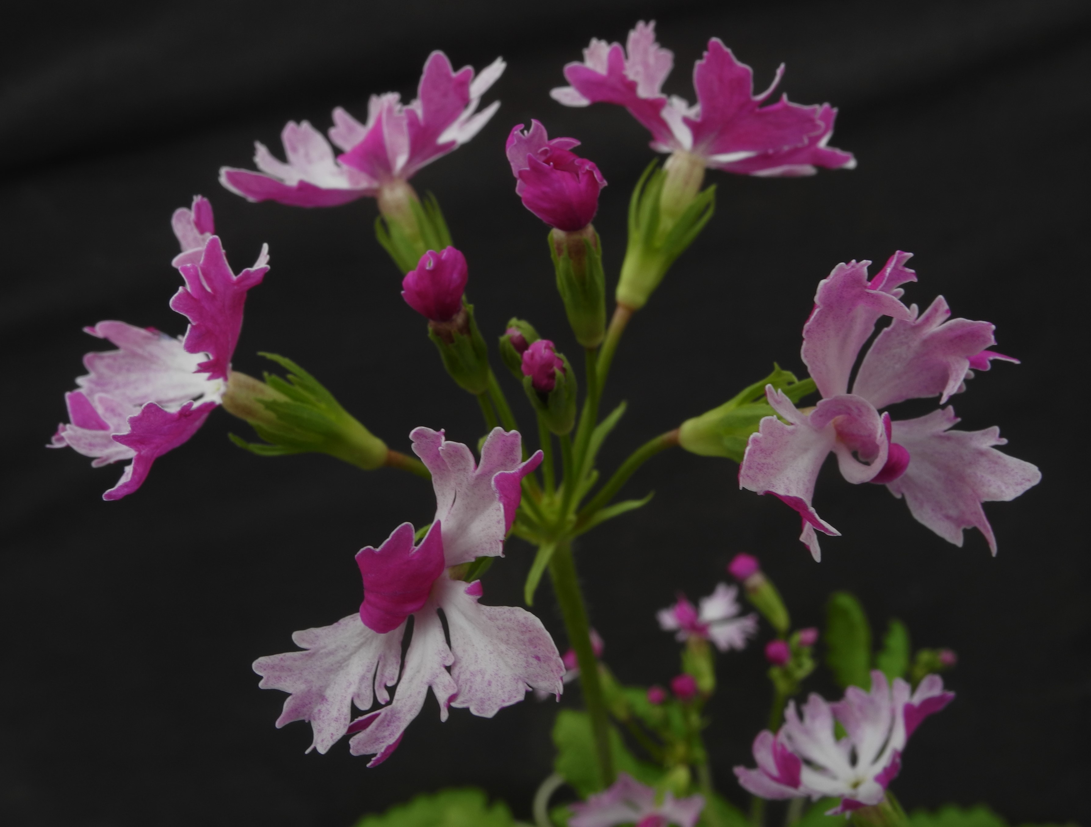 Primula sieboldii hybr. 'Shibori Gasane'