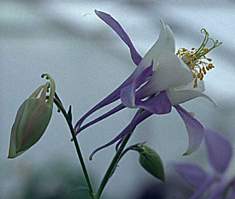 Aquilegia scopulorum