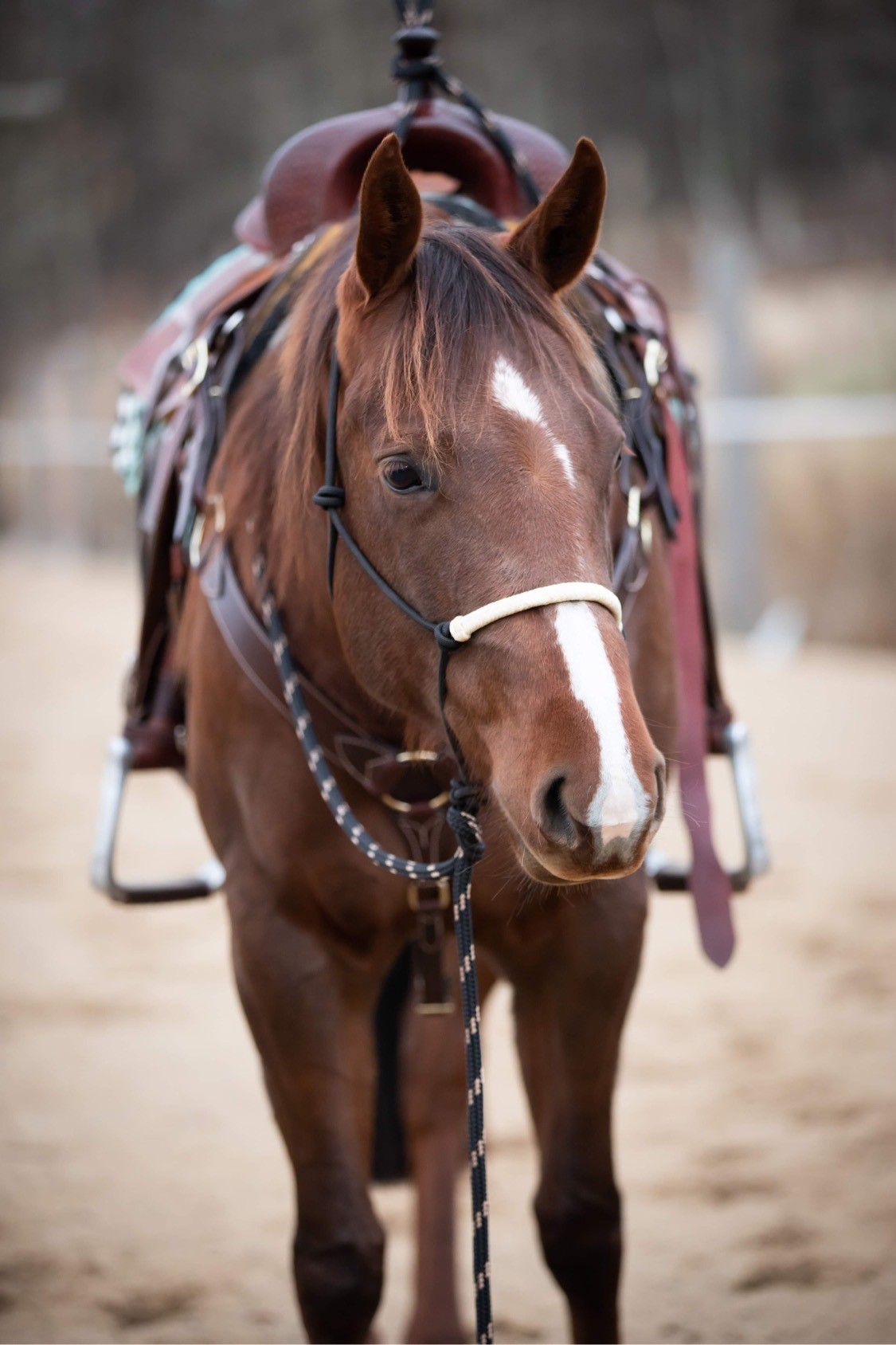All That Riding Halter With Reins Looping Hackamore