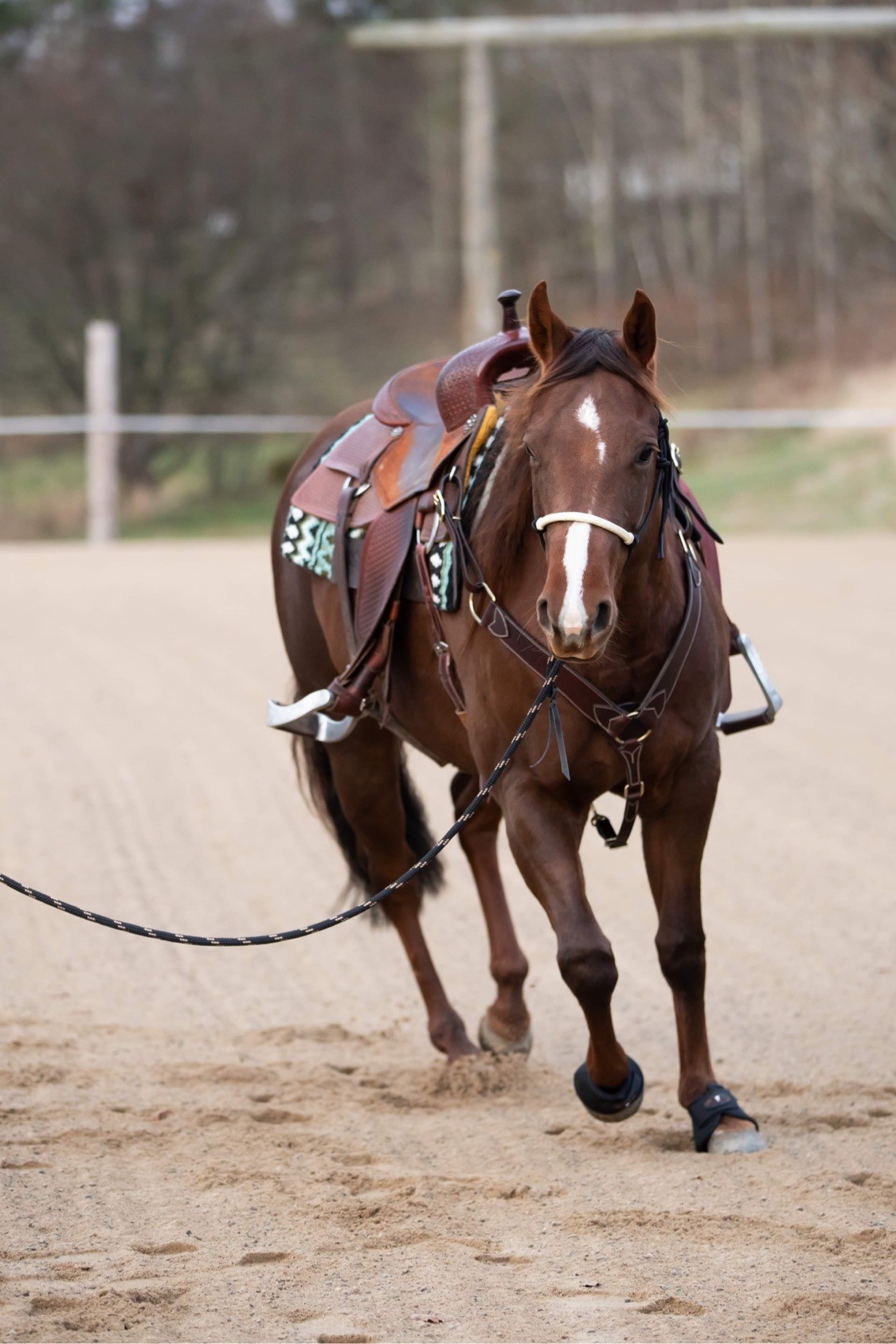 All That Riding Halter With Reins - Looping Hackamore - 3