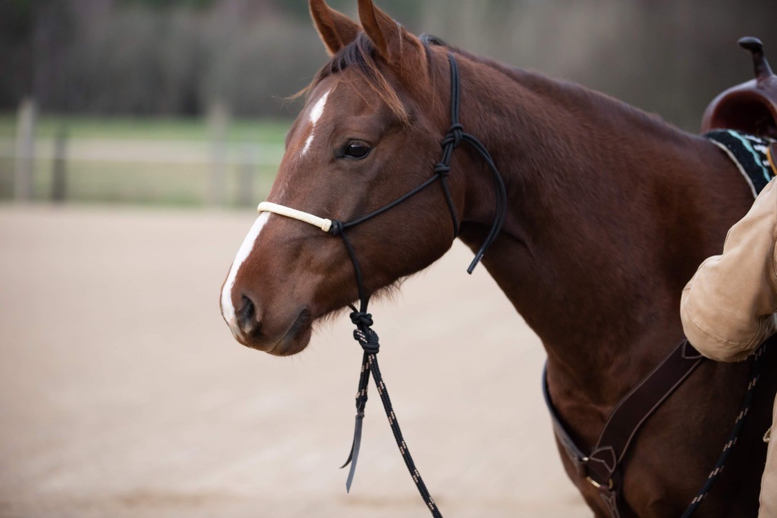 All That Riding Halter With Reins Looping Hackamore