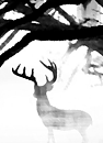 TREE BLACK