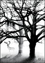 TREE BLACK