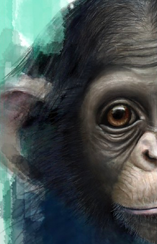 SCHIMPANS