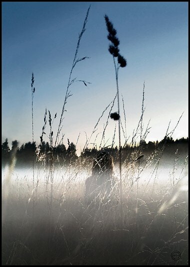 FOG