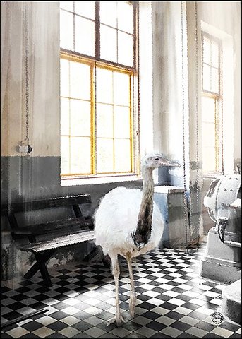 OSTRICH - VYKORT