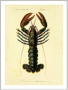 HUMMER
