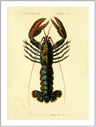 HUMMER