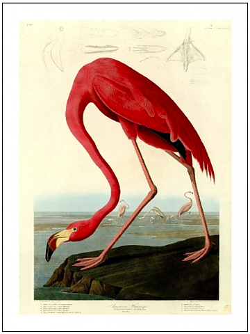 FLAMINGO