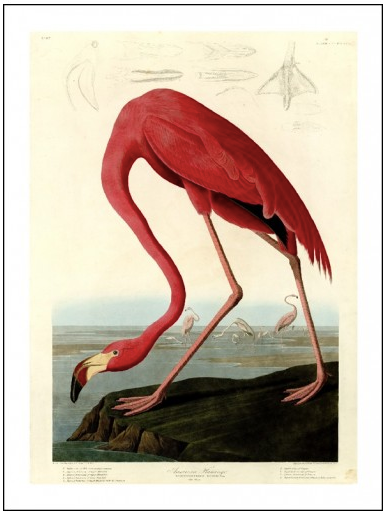 FLAMINGO