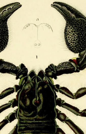 SCORPION