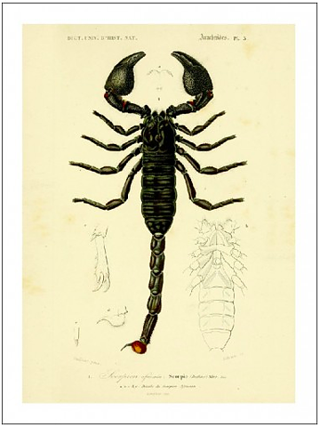 SCORPION