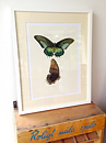 BUTTERFLY NO 1