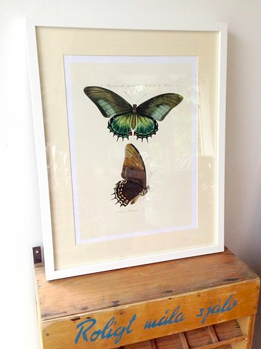 BUTTERFLY NO 1