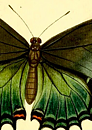 BUTTERFLY NO 1