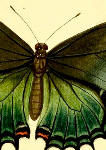 BUTTERFLY NO 1