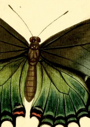 BUTTERFLY NO 1