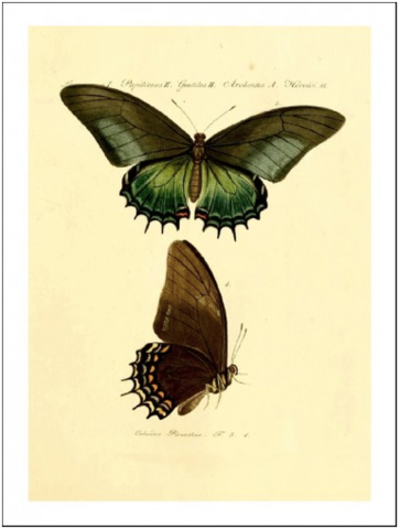 BUTTERFLY NO 1