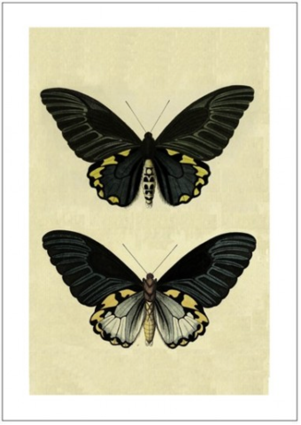 BUTTERFLY NO 2